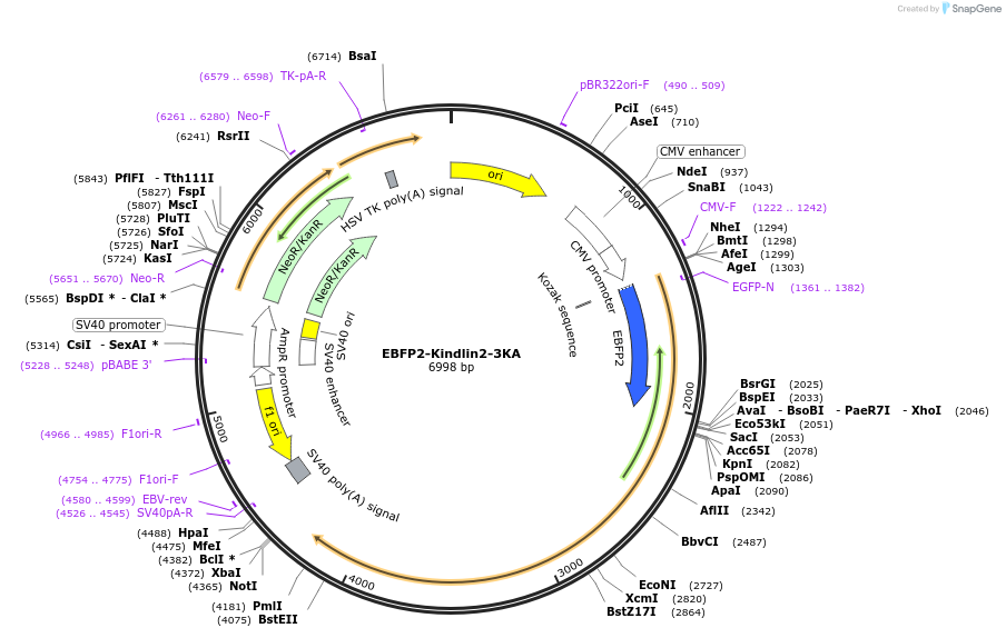 242823-plasmid-map-sequence-id-489630