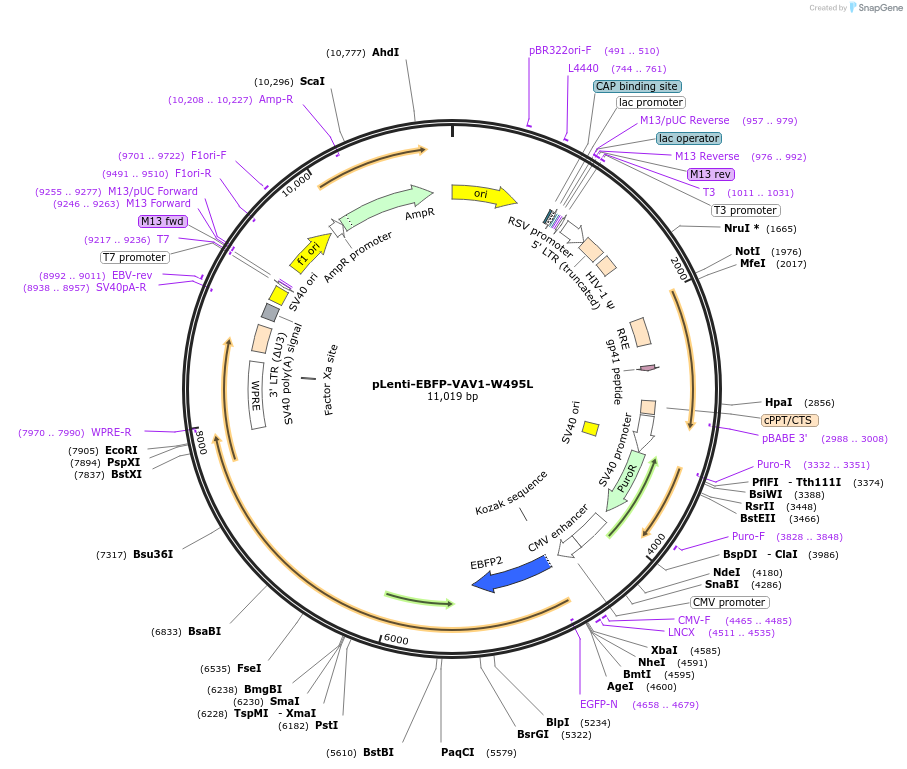242839-plasmid-map-sequence-id-489631