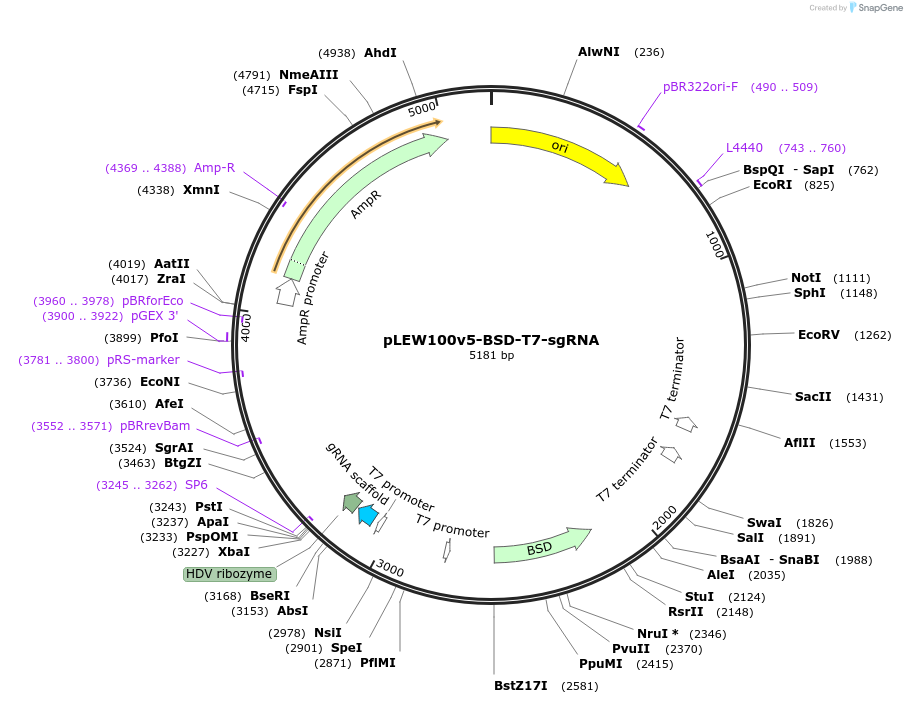 245119-plasmid-map-sequence-id-489635