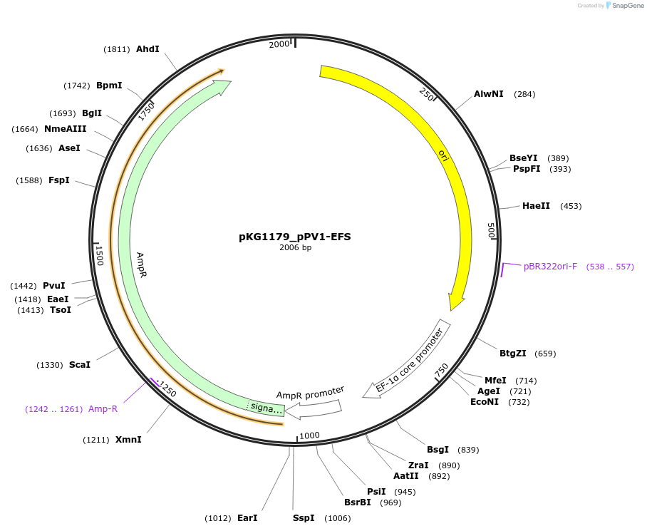 239690-plasmid-map-sequence-id-489644