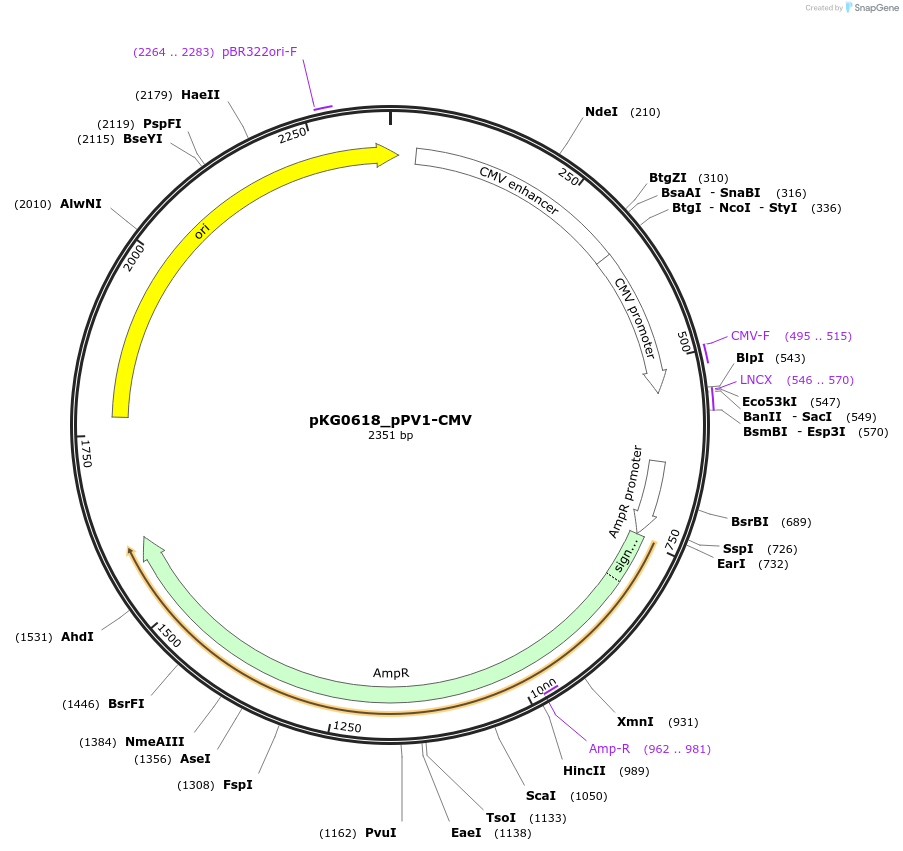 239688-plasmid-map-sequence-id-489645