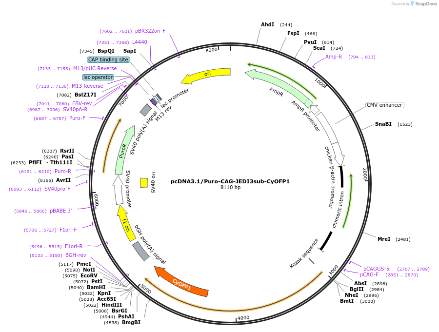 246626-plasmid-map-sequence-id-489656