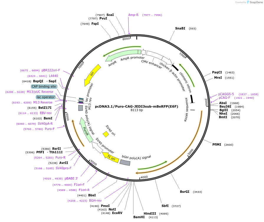 246628-plasmid-map-sequence-id-489659