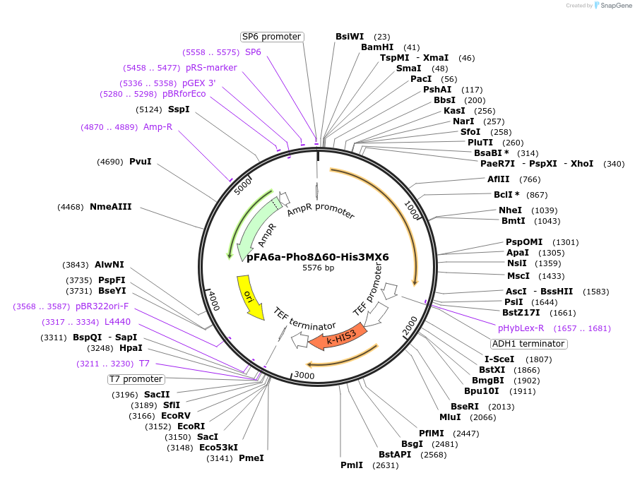 240971-plasmid-map-sequence-id-489660