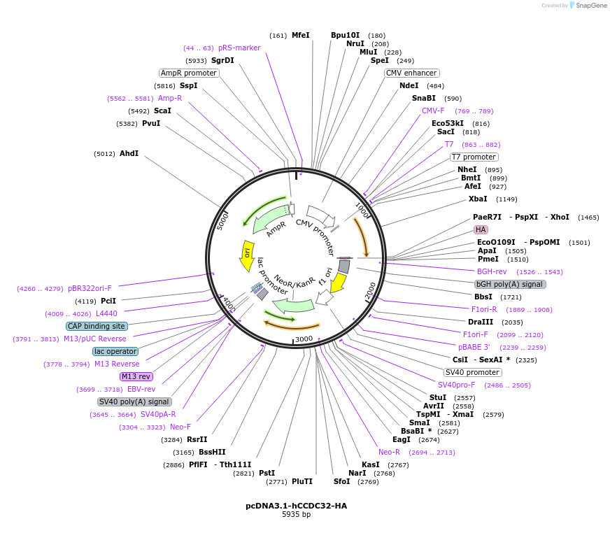 243756-plasmid-map-sequence-id-489670