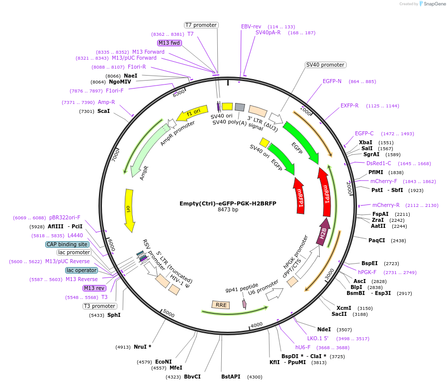 241864-plasmid-map-sequence-id-489674