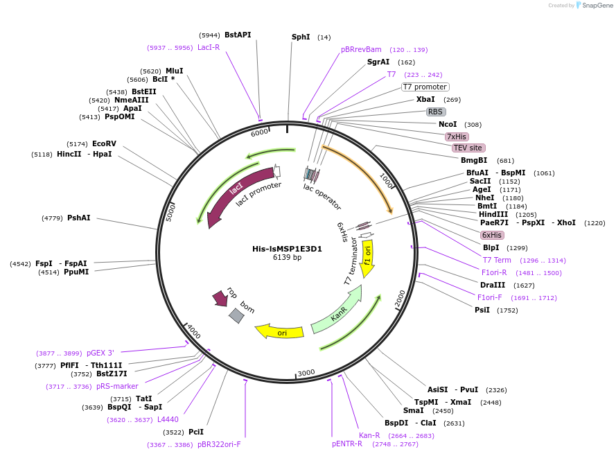 240152-plasmid-map-sequence-id-489680