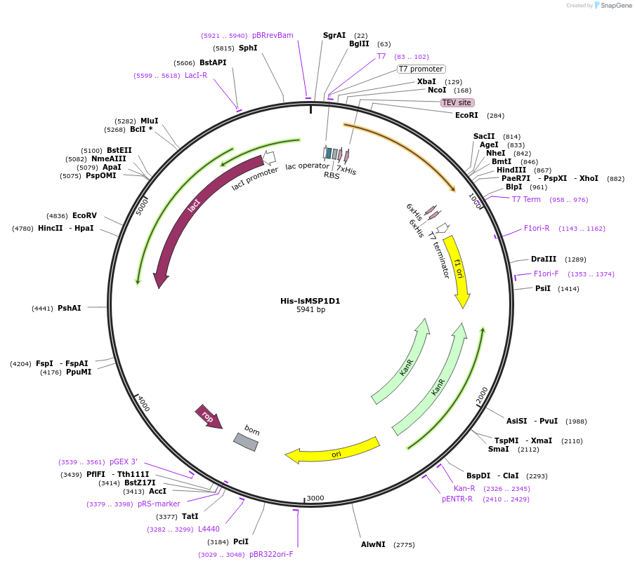 240151-plasmid-map-sequence-id-489681