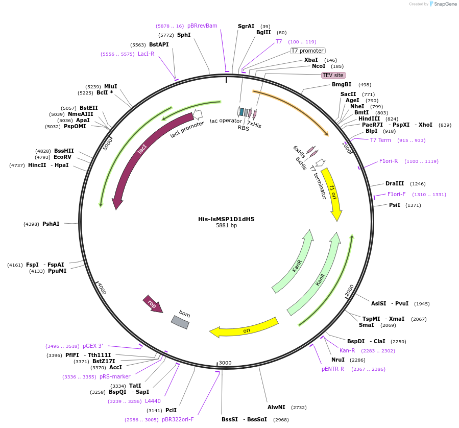 240150-plasmid-map-sequence-id-489682