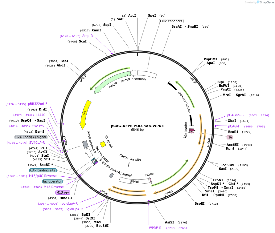 244974-plasmid-map-sequence-id-489740