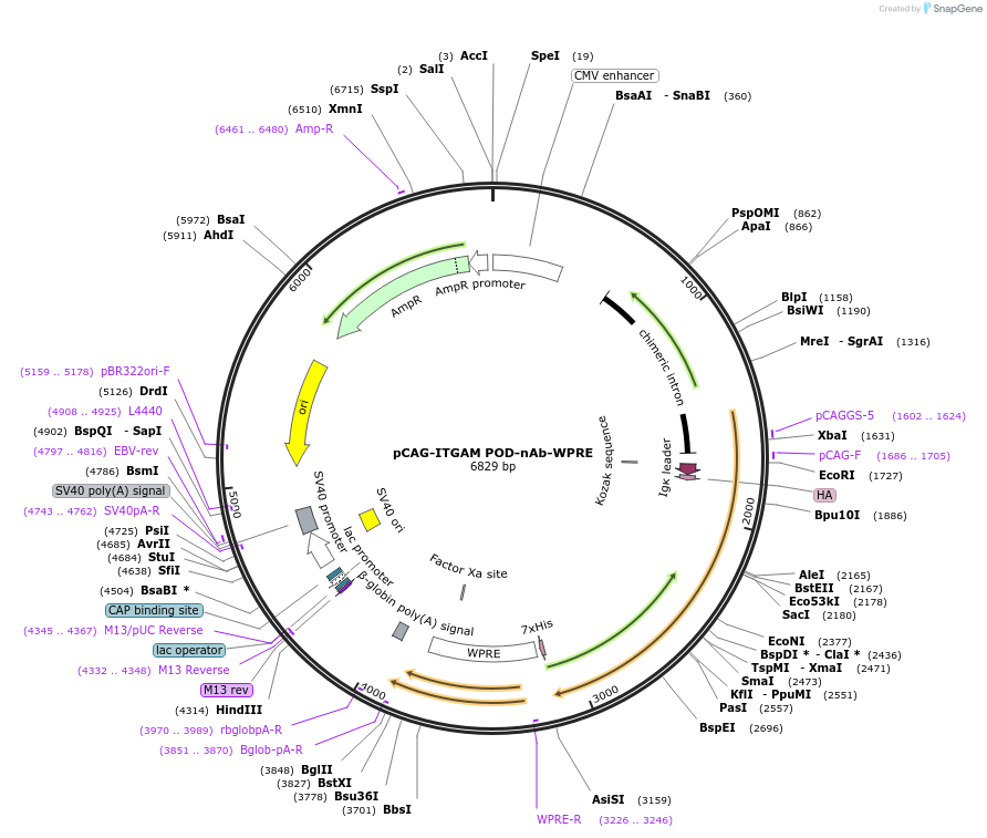 244975-plasmid-map-sequence-id-489741