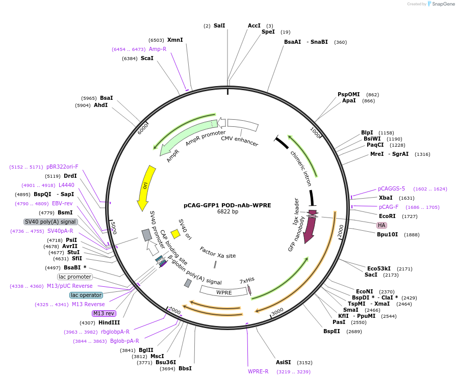 244973-plasmid-map-sequence-id-489742
