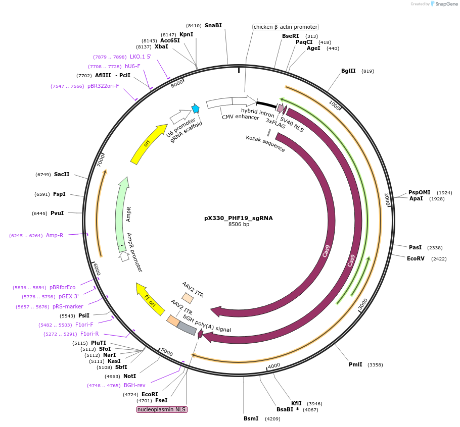 246404-plasmid-map-sequence-id-489743