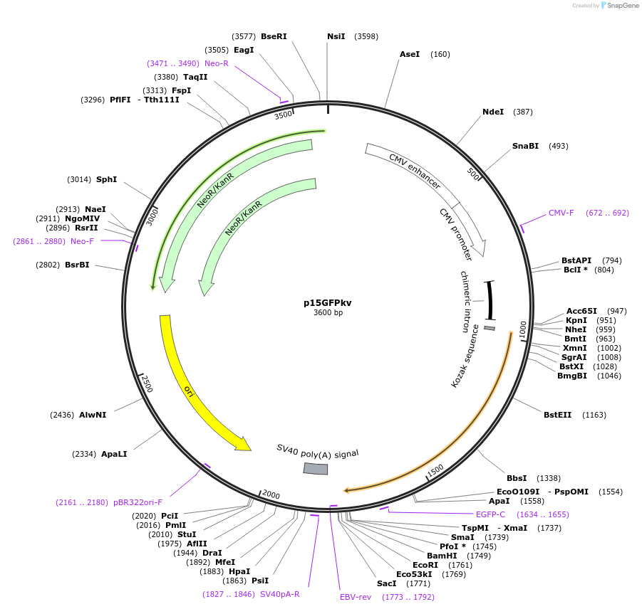 239039-plasmid-map-sequence-id-489751