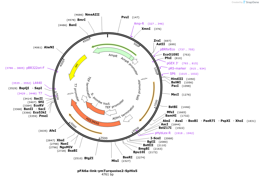 224094-plasmid-map-sequence-id-489754