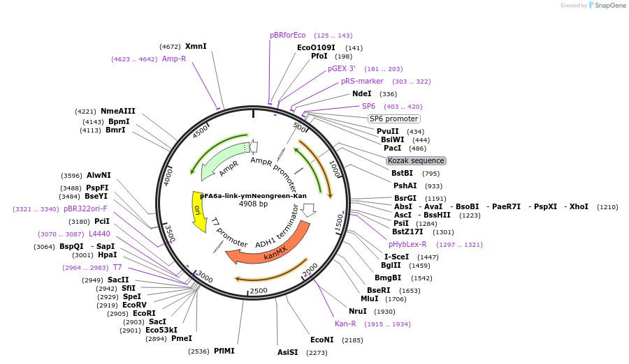 224091-plasmid-map-sequence-id-489756
