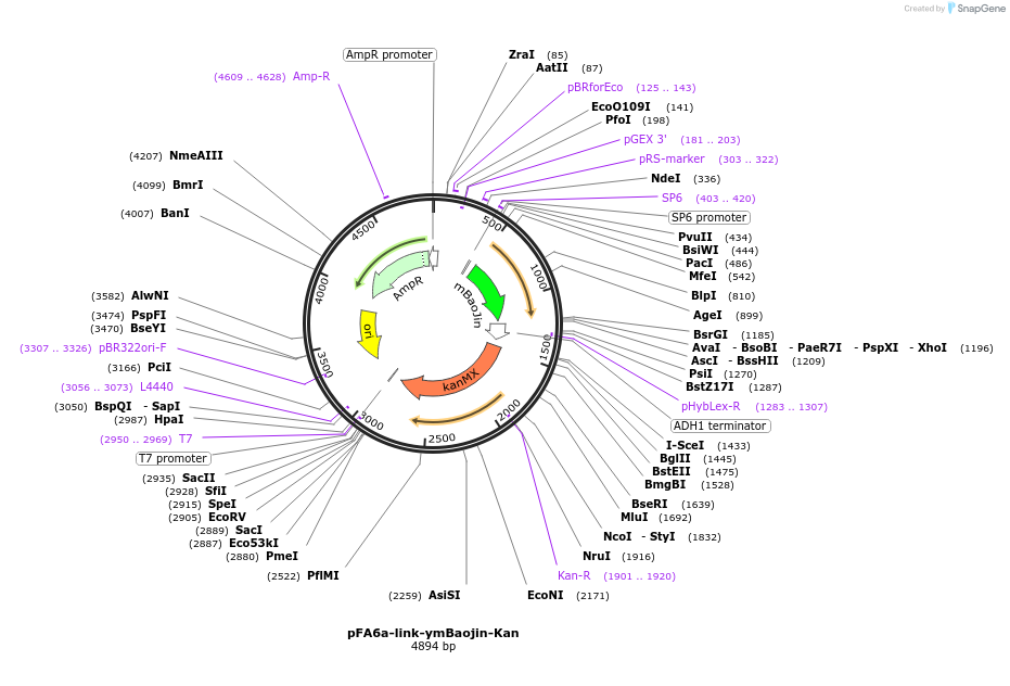 224083-plasmid-map-sequence-id-489757