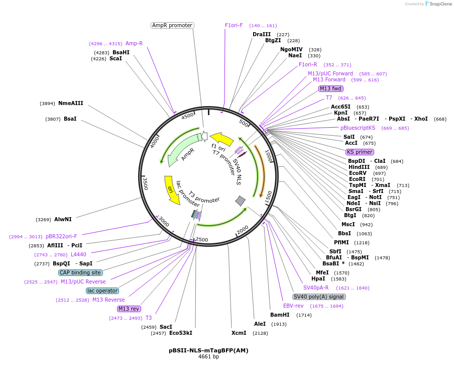 244808-plasmid-map-sequence-id-489760