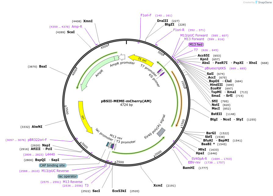 244816-plasmid-map-sequence-id-489761
