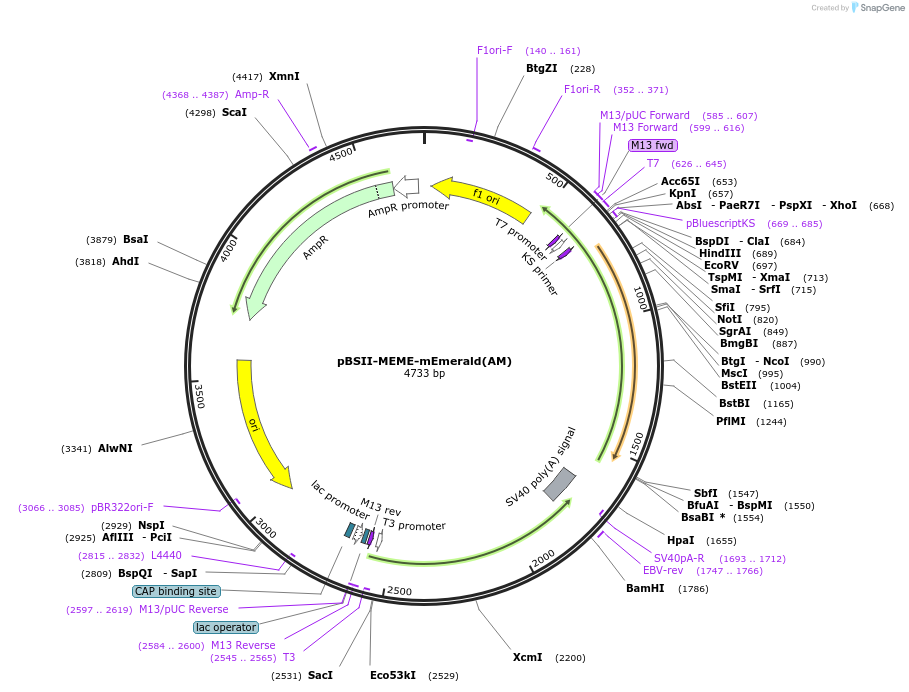 244813-plasmid-map-sequence-id-489762
