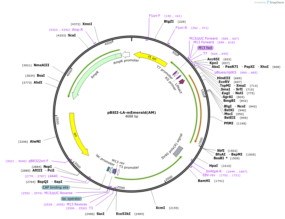 244812-plasmid-map-sequence-id-489764