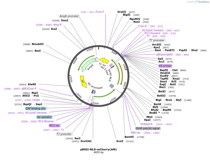 244814-plasmid-map-sequence-id-489766