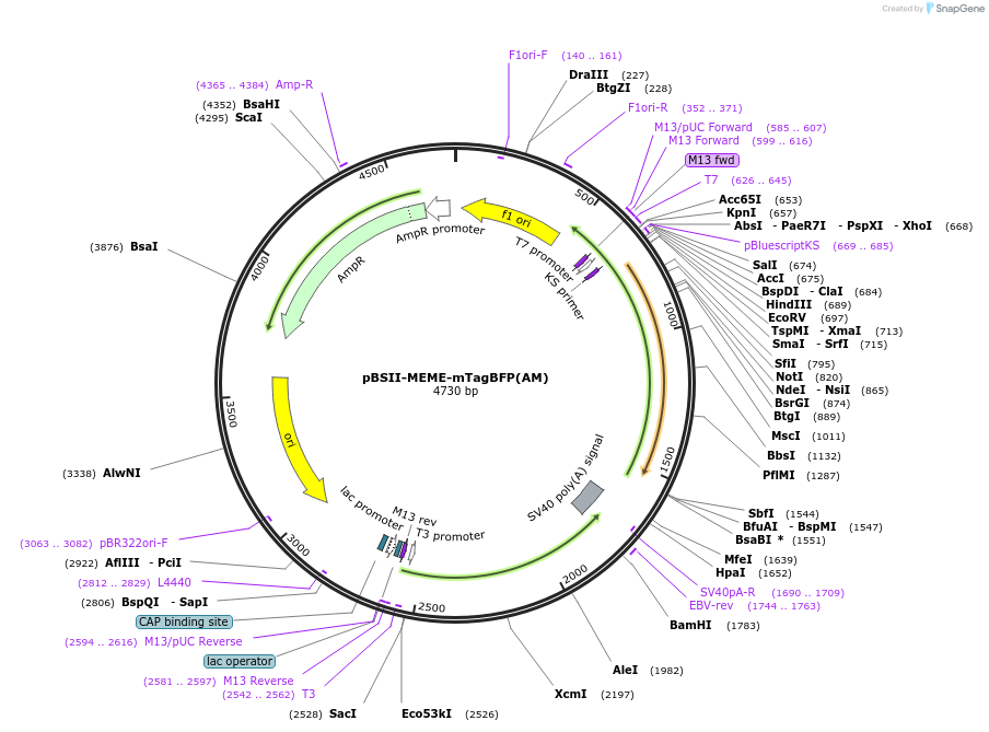 244810-plasmid-map-sequence-id-489768