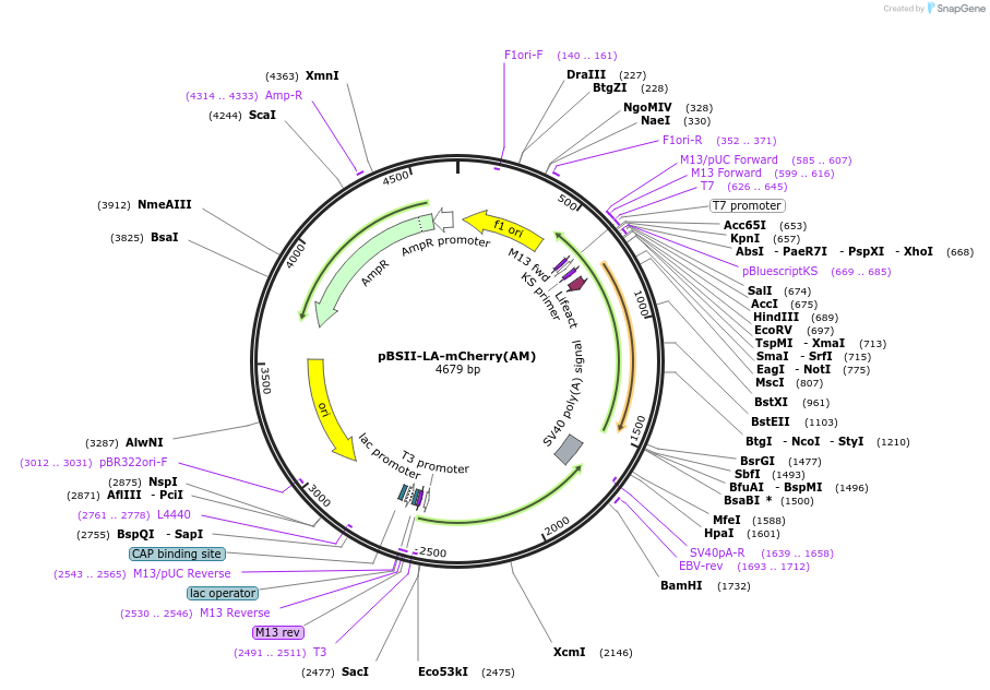 244815-plasmid-map-sequence-id-489770