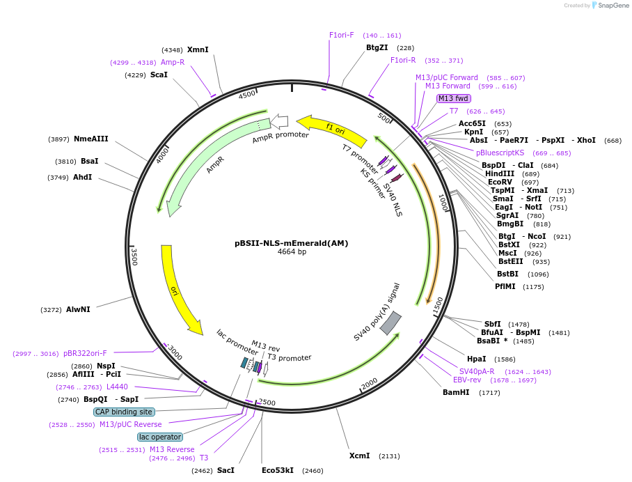 244811-plasmid-map-sequence-id-489773