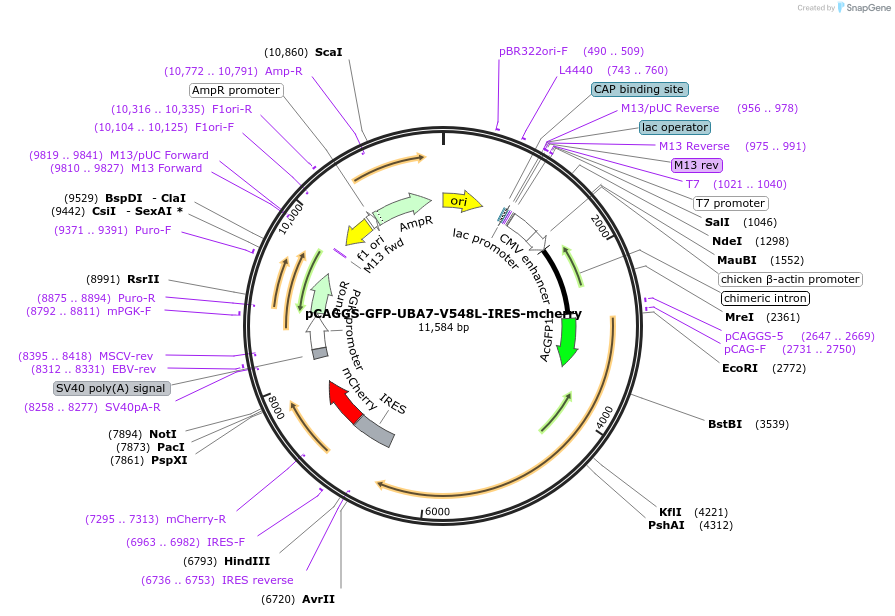 246476-plasmid-map-sequence-id-489816