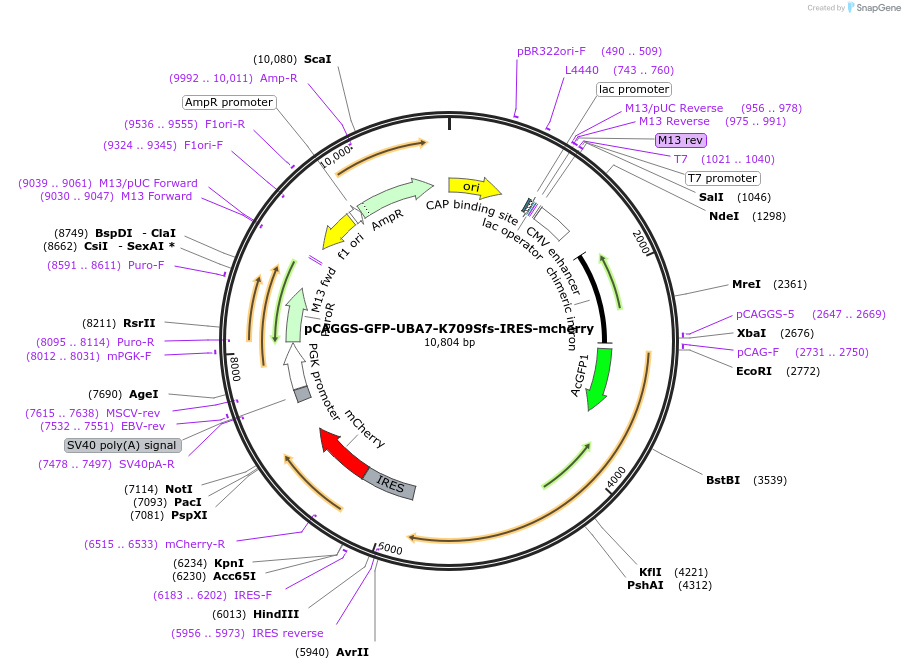 246477-plasmid-map-sequence-id-489817
