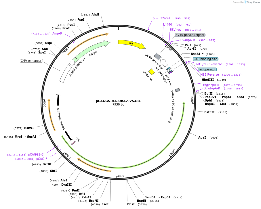 246473-plasmid-map-sequence-id-489822