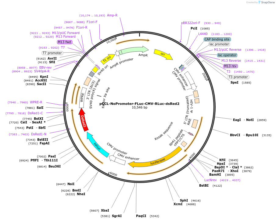215329-plasmid-map-sequence-id-489836