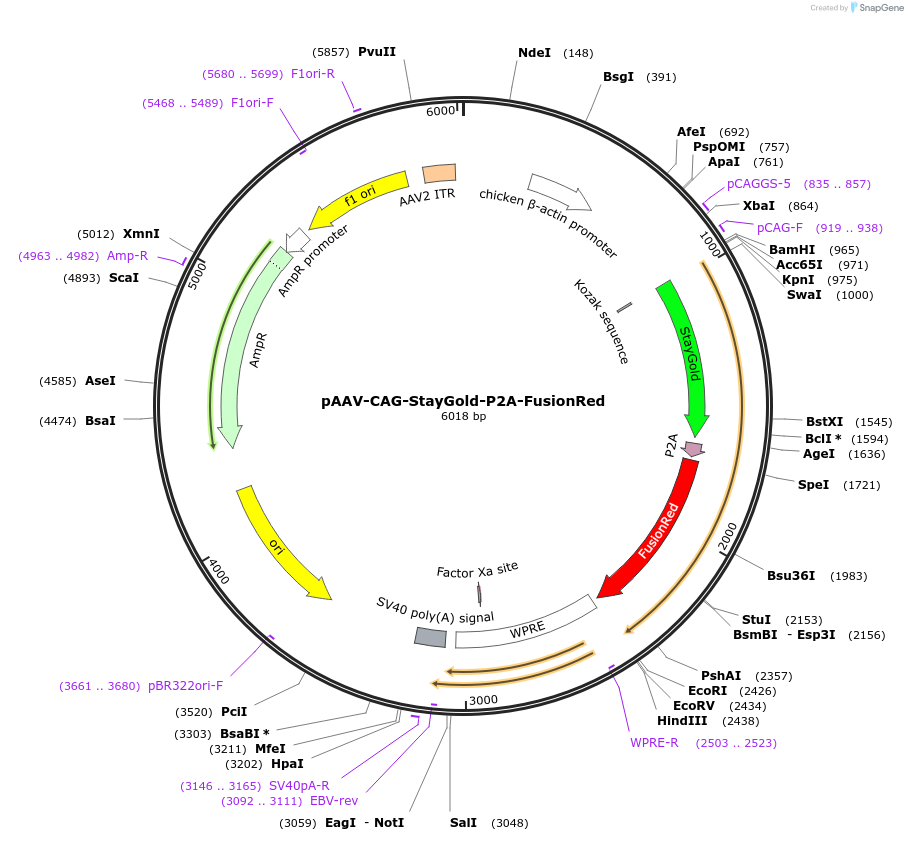 229563-plasmid-map-sequence-id-489855