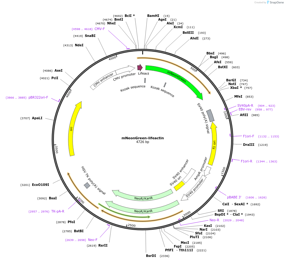 229607-plasmid-map-sequence-id-489857