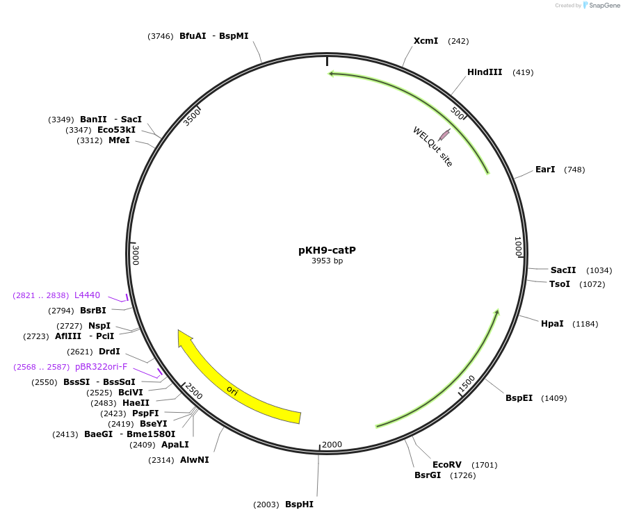 244450-plasmid-map-sequence-id-490025