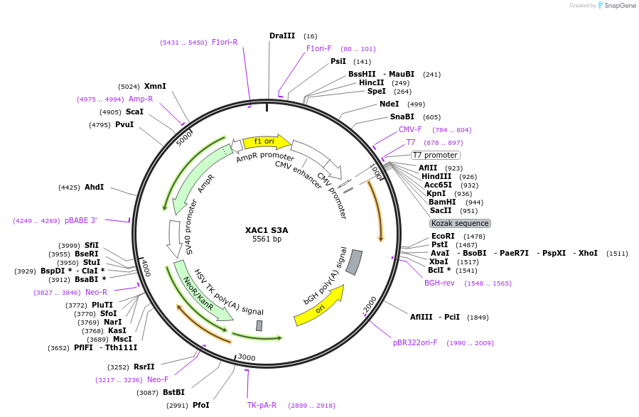 245946-plasmid-map-sequence-id-490030