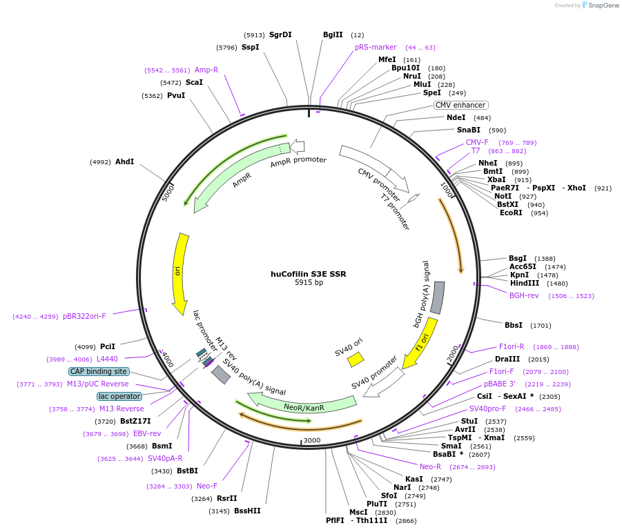 245940-plasmid-map-sequence-id-490033