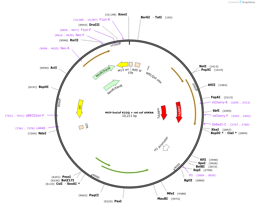 245959-plasmid-map-sequence-id-490093