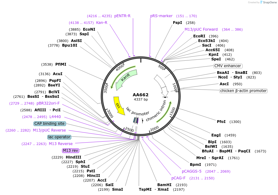 245317-plasmid-map-sequence-id-490094