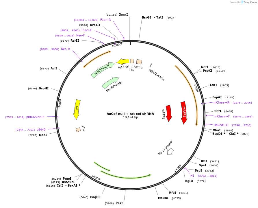245960-plasmid-map-sequence-id-490100