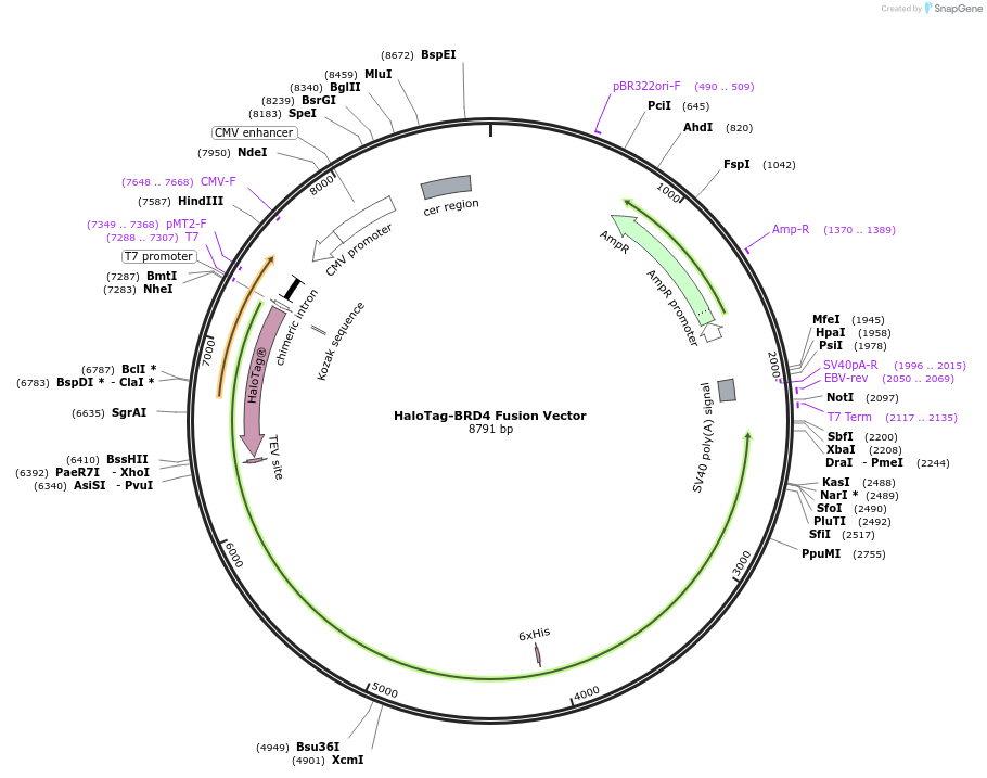 237019-plasmid-map-sequence-id-490115