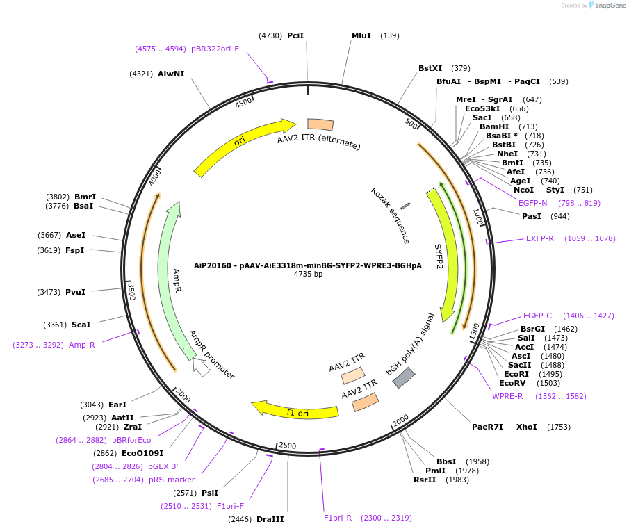 243050-plasmid-map-sequence-id-490119