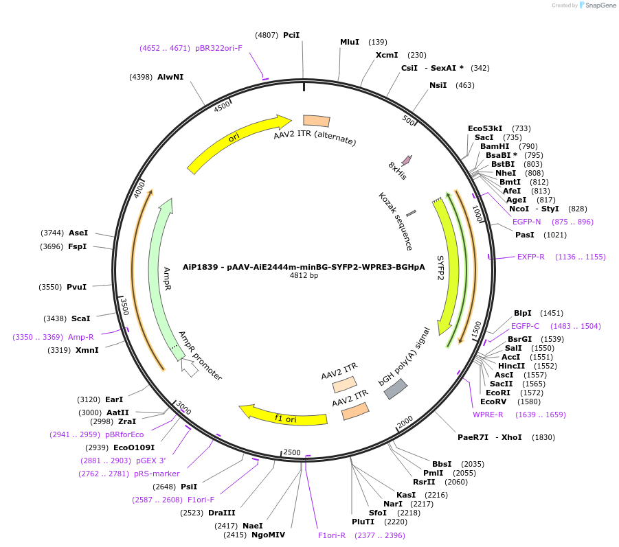 243030-plasmid-map-sequence-id-490124