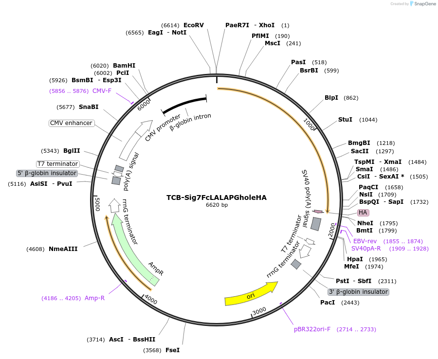 237366-plasmid-map-sequence-id-490152