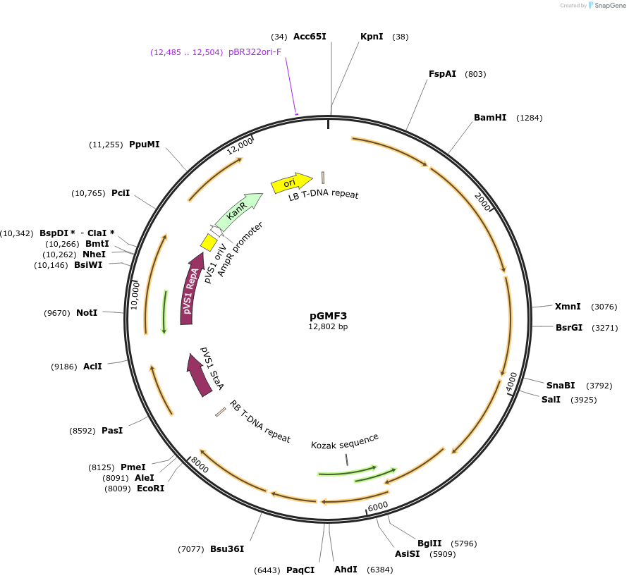 242207-plasmid-map-sequence-id-490164