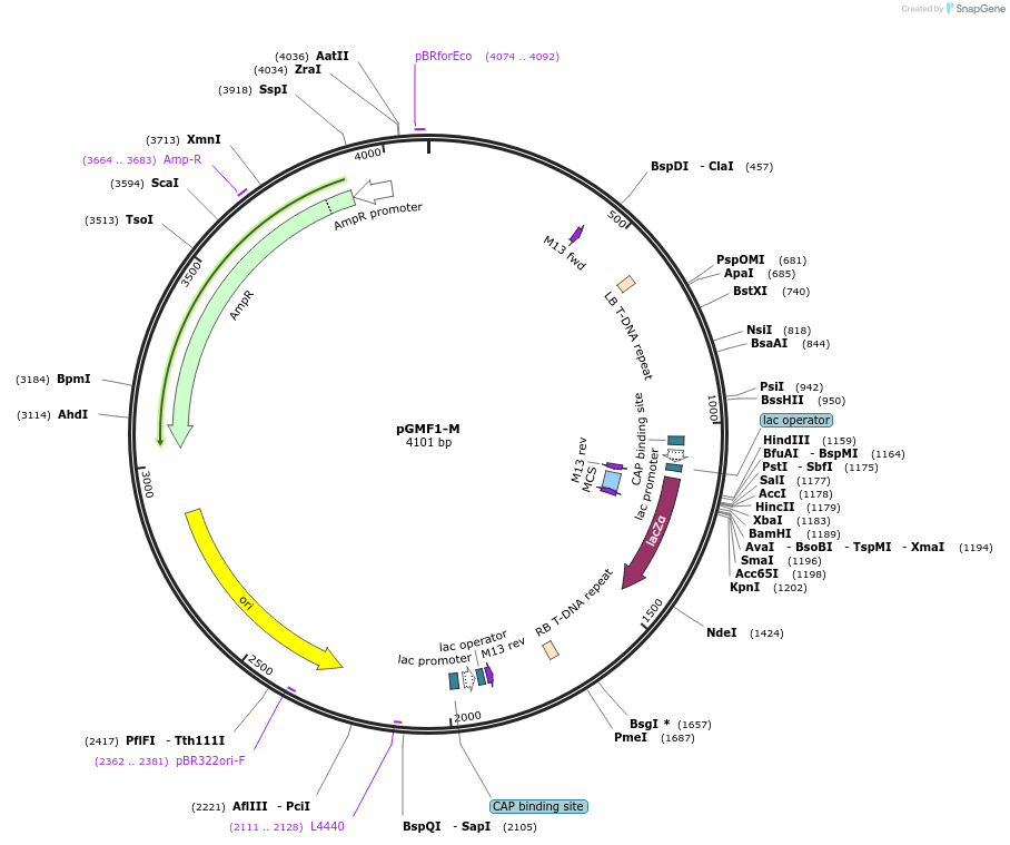 242203-plasmid-map-sequence-id-490170