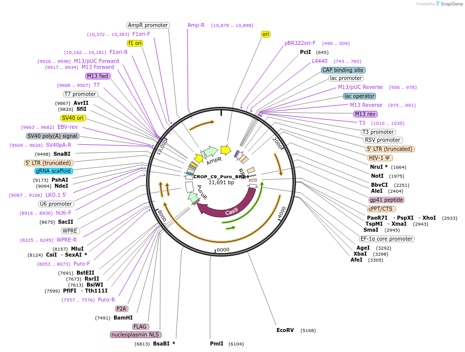 183331-plasmid-map-sequence-id-490173