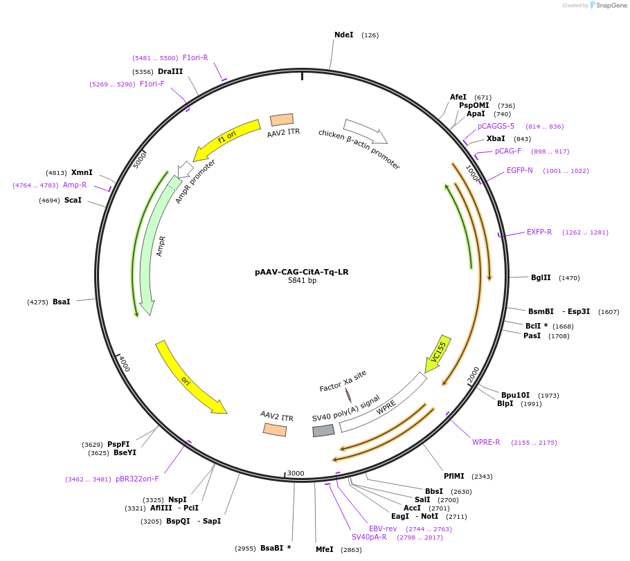 241832-plasmid-map-sequence-id-490175