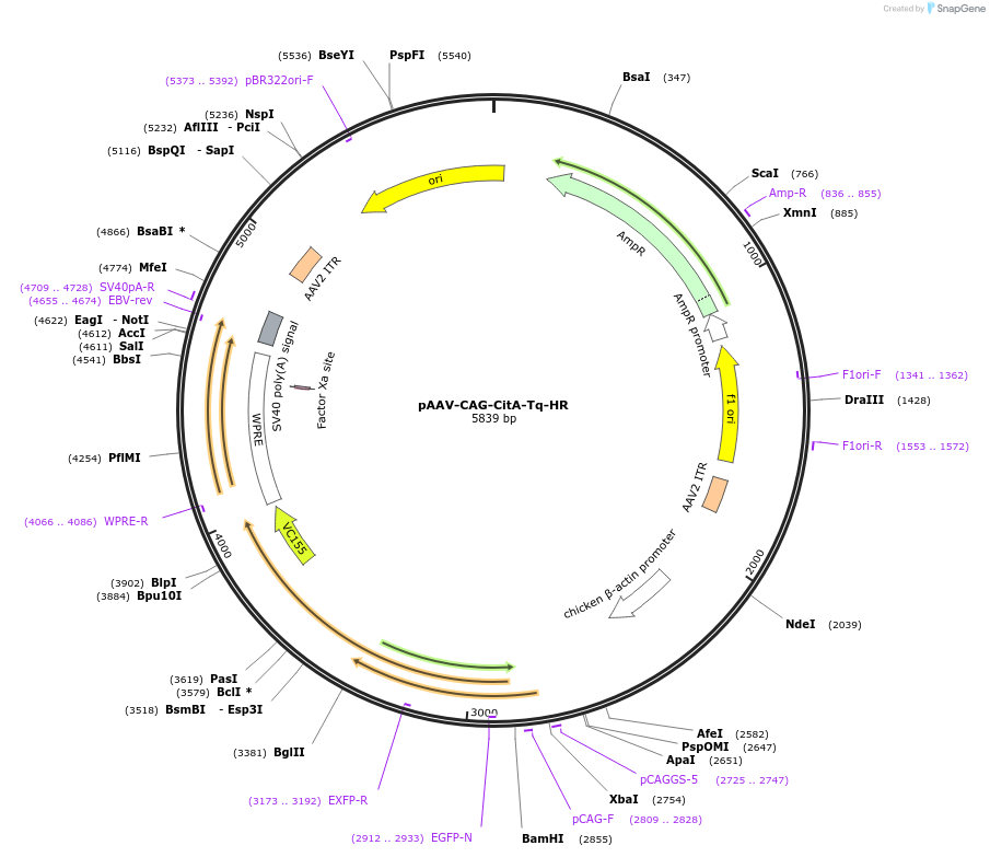 241833-plasmid-map-sequence-id-490178